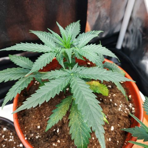 Auto White Widow 2 growlog timeline photo