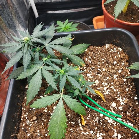 Auto White Widow 1 growlog timeline photo
