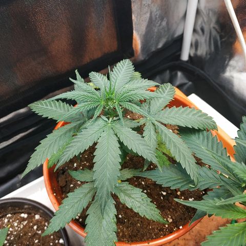 Auto White Widow 2 growlog timeline photo