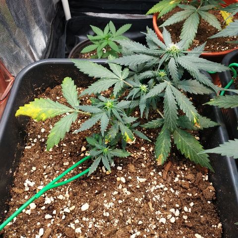 Auto White Widow 1 growlog timeline photo