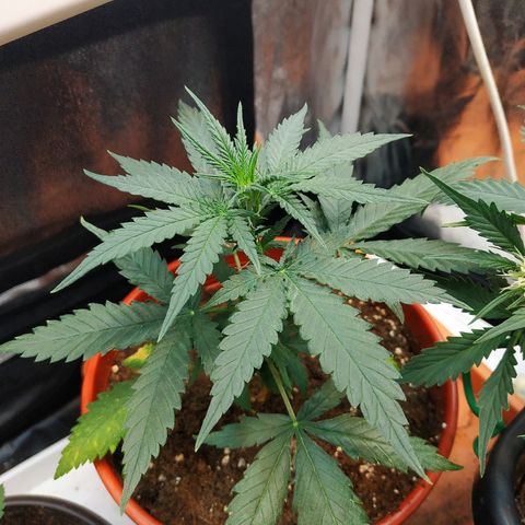 Auto White Widow 2 growlog timeline photo