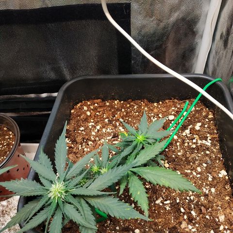 Auto White Widow 1 growlog timeline photo