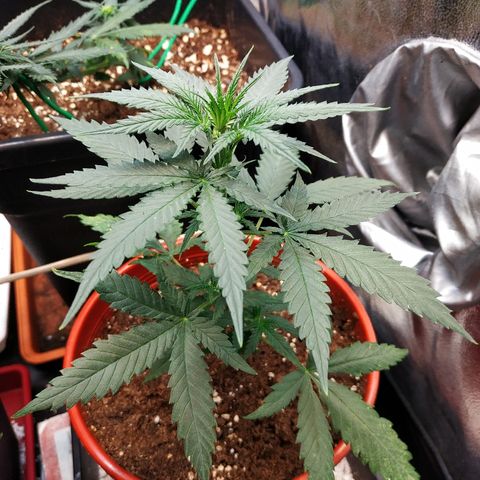 Auto White Widow 2 growlog timeline photo