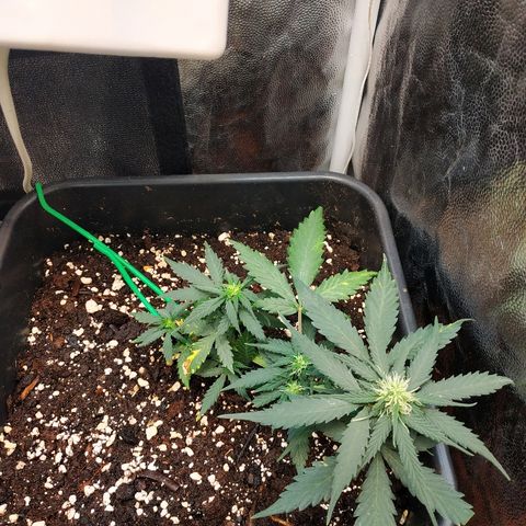 Auto White Widow 1 growlog timeline photo