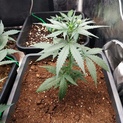 Auto White Widow 2 growlog timeline photo