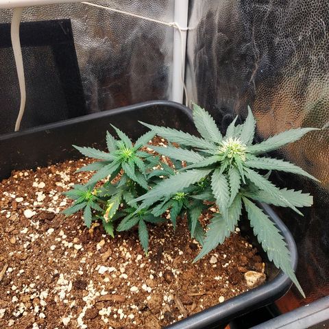 Auto White Widow 1 growlog timeline photo