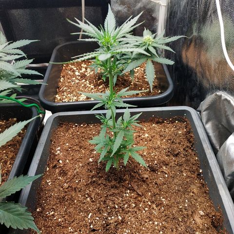 Auto White Widow 2 growlog timeline photo