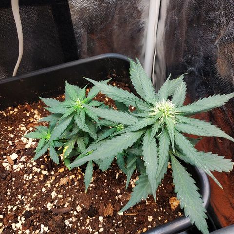 Auto White Widow 1 growlog timeline photo