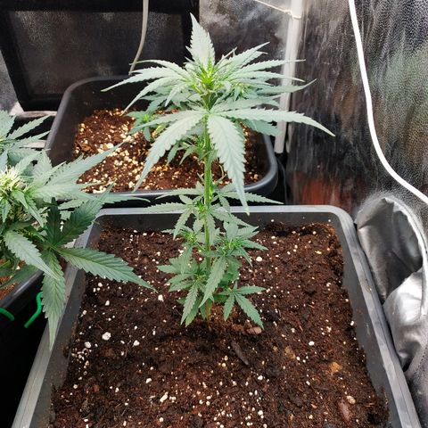Auto White Widow 2 growlog timeline photo