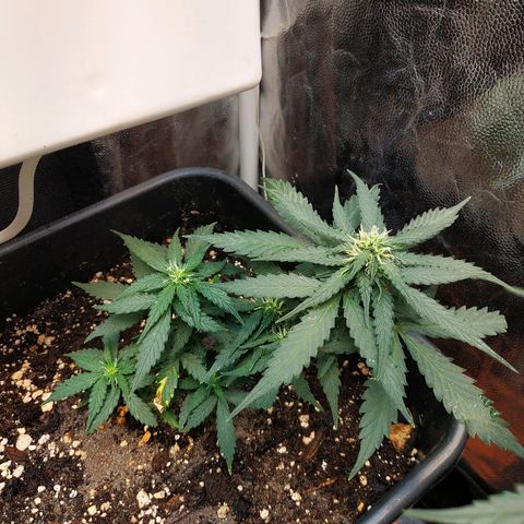 Auto White Widow 1 growlog timeline photo