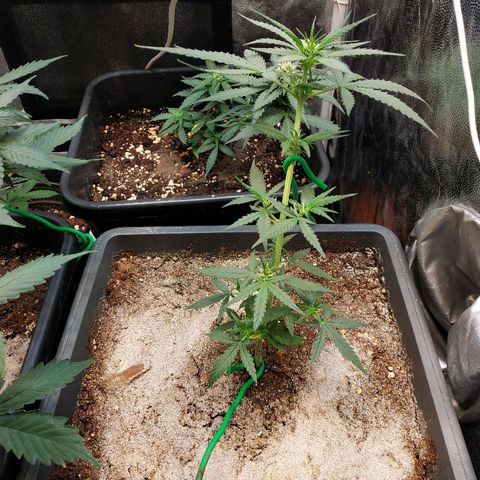 Auto White Widow 2 growlog timeline photo