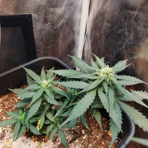 Auto White Widow 1 growlog timeline photo