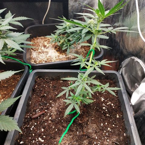 Auto White Widow 2 growlog timeline photo