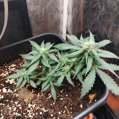Auto White Widow 1 growlog timeline photo