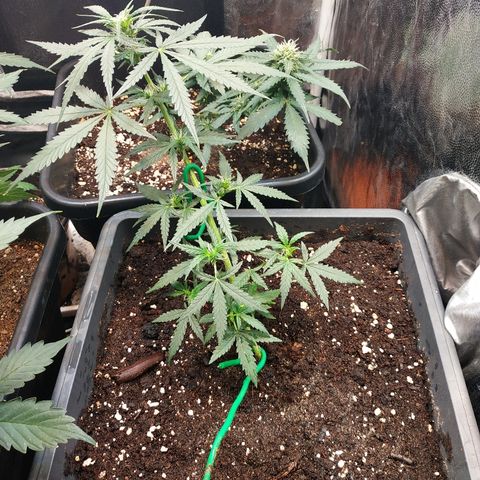 Auto White Widow 2 growlog timeline photo