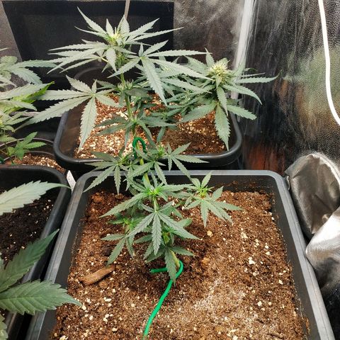 Auto White Widow 2 growlog timeline photo