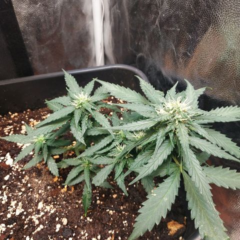 Auto White Widow 1 growlog timeline photo