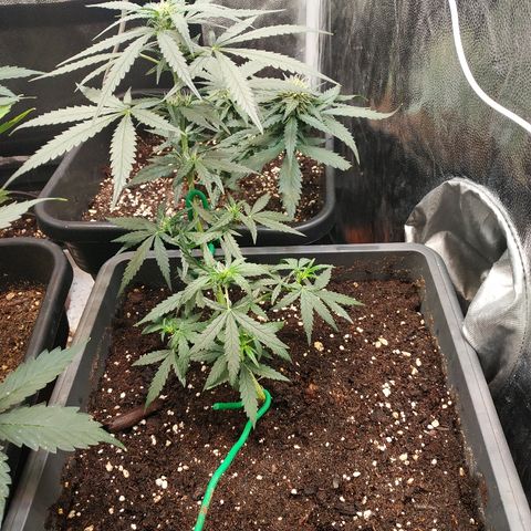 Auto White Widow 2 growlog timeline photo