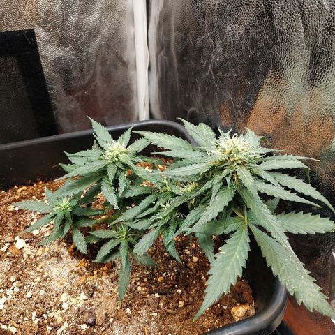 Auto White Widow 1 growlog timeline photo
