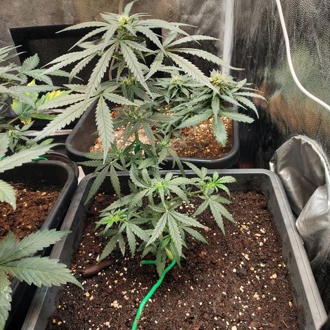 Auto White Widow 2 growlog timeline photo