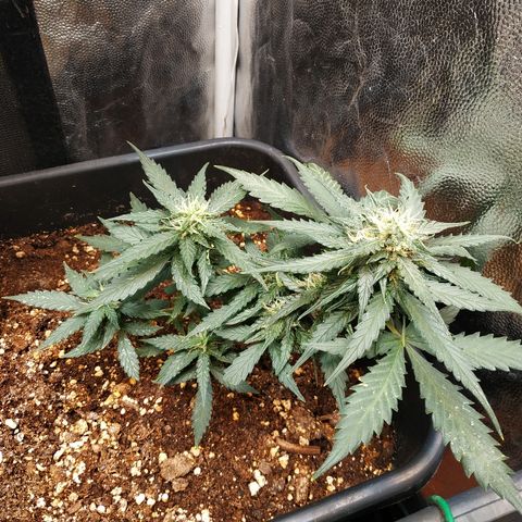 Auto White Widow 1 growlog timeline photo