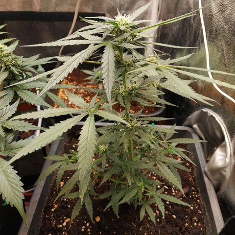 Auto White Widow 2 growlog timeline photo