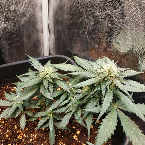 Auto White Widow 1 growlog timeline photo