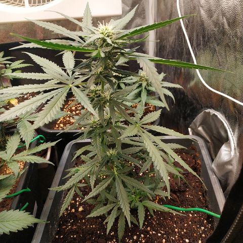 Auto White Widow 2 growlog timeline photo
