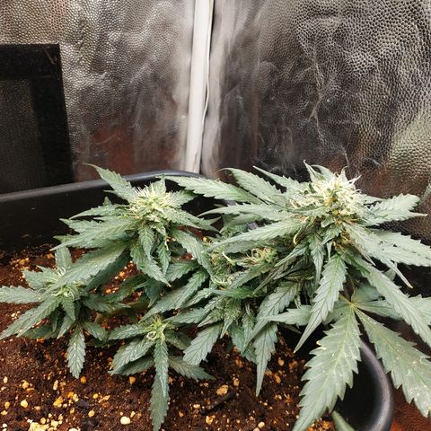 Auto White Widow 1 growlog timeline photo