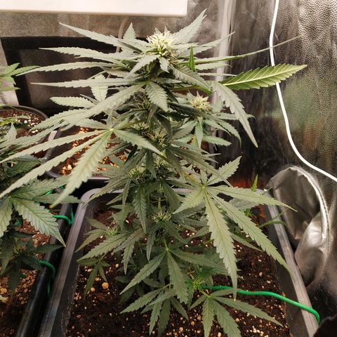 Auto White Widow 2 growlog timeline photo