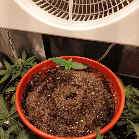 BCN Critical XXL growlog timeline photo
