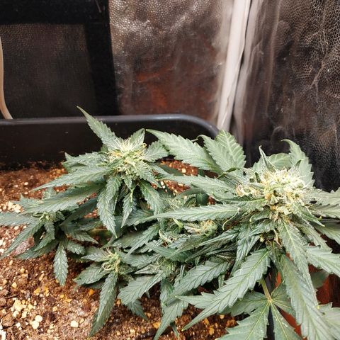 Auto White Widow 1 growlog timeline photo