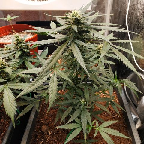 Auto White Widow 2 growlog timeline photo