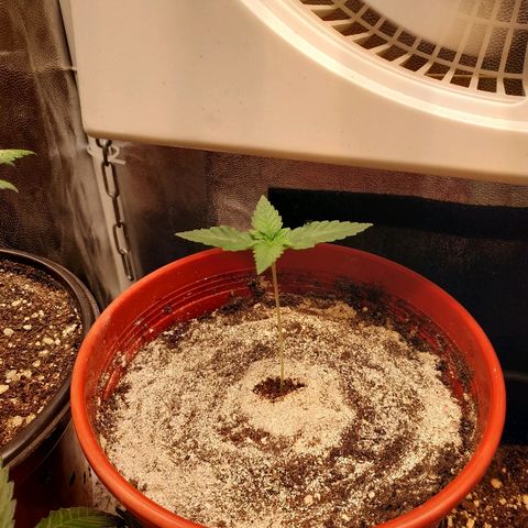 BCN Critical XXL growlog timeline photo