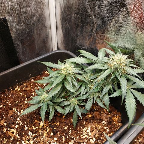 Auto White Widow 1 growlog timeline photo