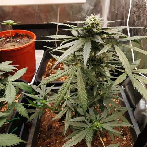 Auto White Widow 2 growlog timeline photo