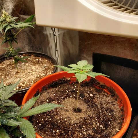 BCN Critical XXL growlog timeline photo