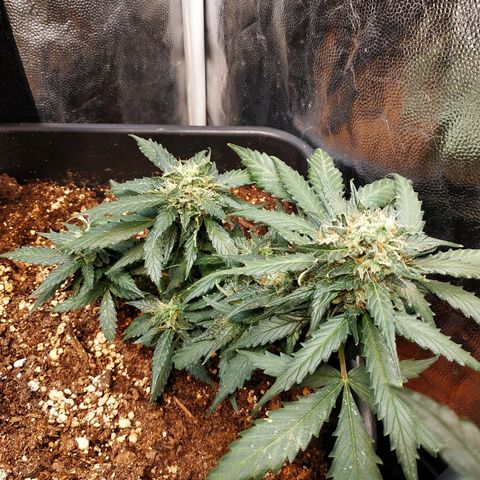 Auto White Widow 1 growlog timeline photo