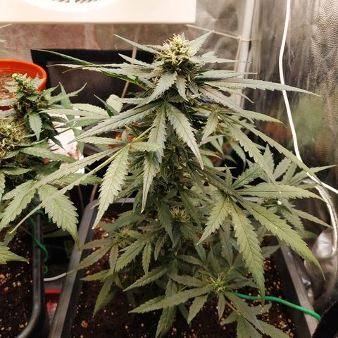Auto White Widow 2 growlog timeline photo