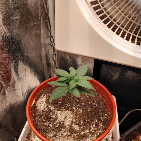 BCN Critical XXL growlog timeline photo