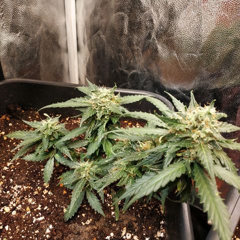 Auto White Widow 1 growlog timeline photo