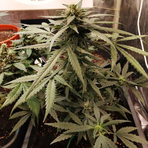 Auto White Widow 2 growlog timeline photo