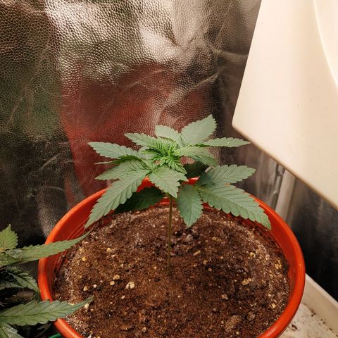 BCN Critical XXL growlog timeline photo