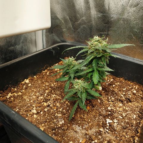 Auto White Widow 1 growlog timeline photo