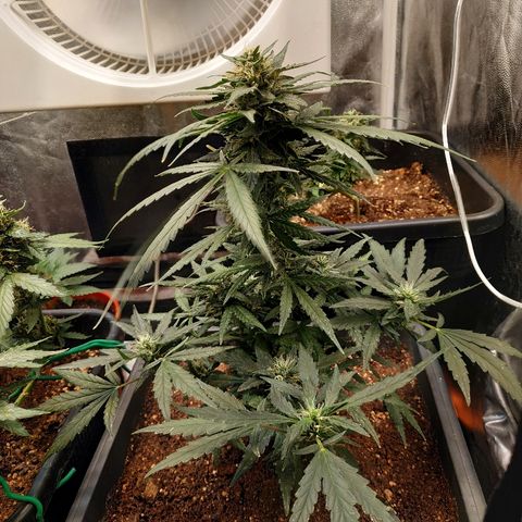 Auto White Widow 2 growlog timeline photo