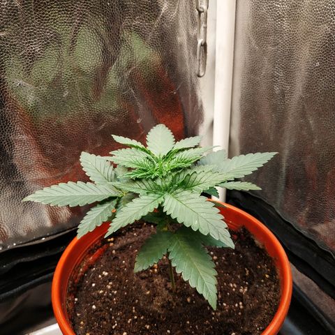 BCN Critical XXL growlog timeline photo