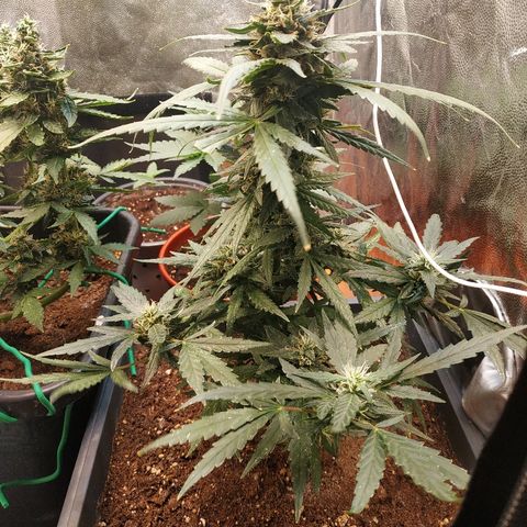 Auto White Widow 2 growlog timeline photo