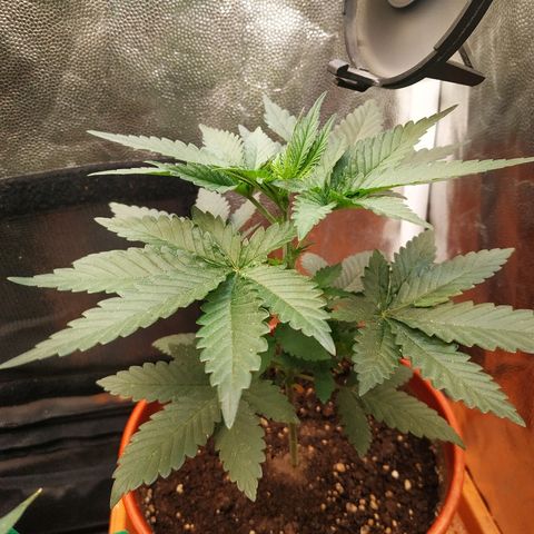 BCN Critical XXL growlog timeline photo