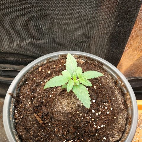 BCN Critical XXL 2 growlog timeline photo