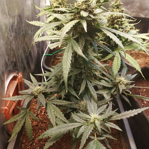 Auto White Widow 2 growlog timeline photo